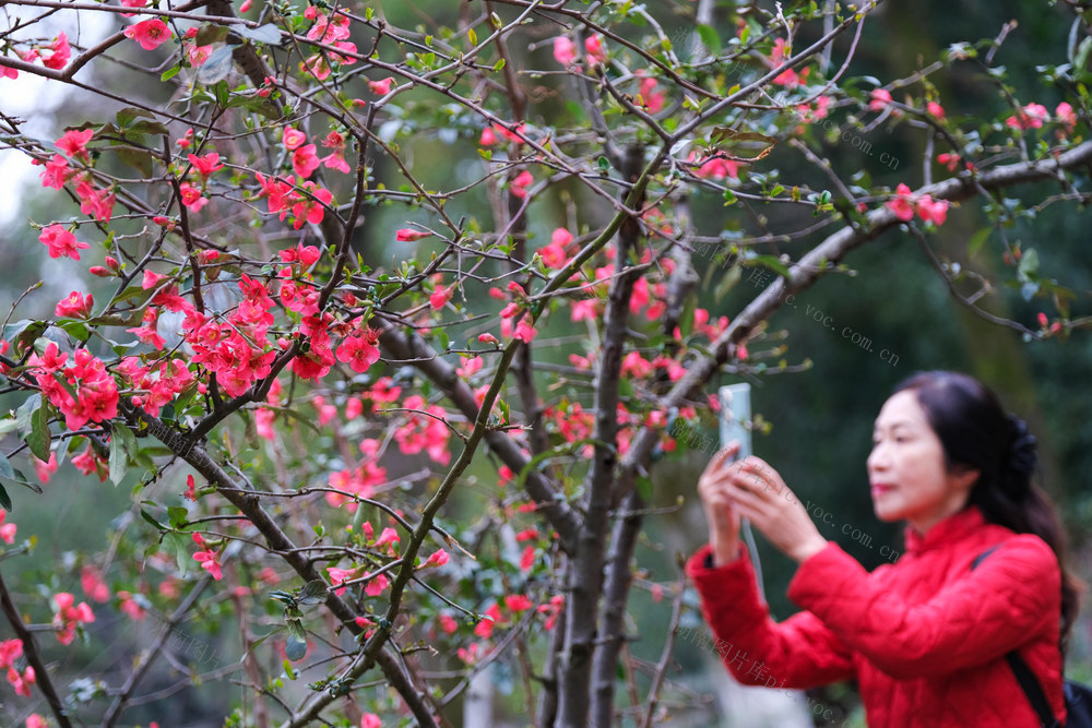 海棠花开，公园美