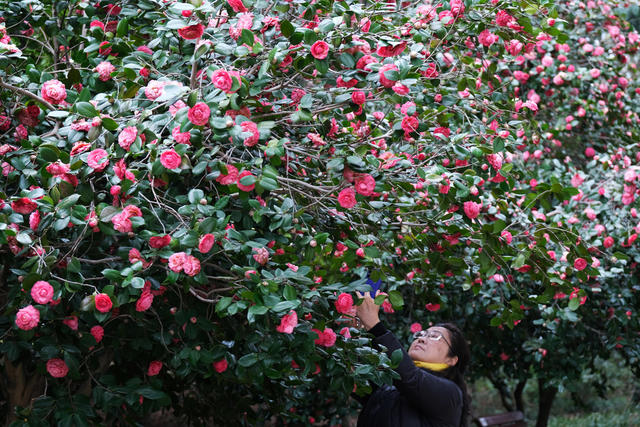 山茶花开，春意浓，烈士公园