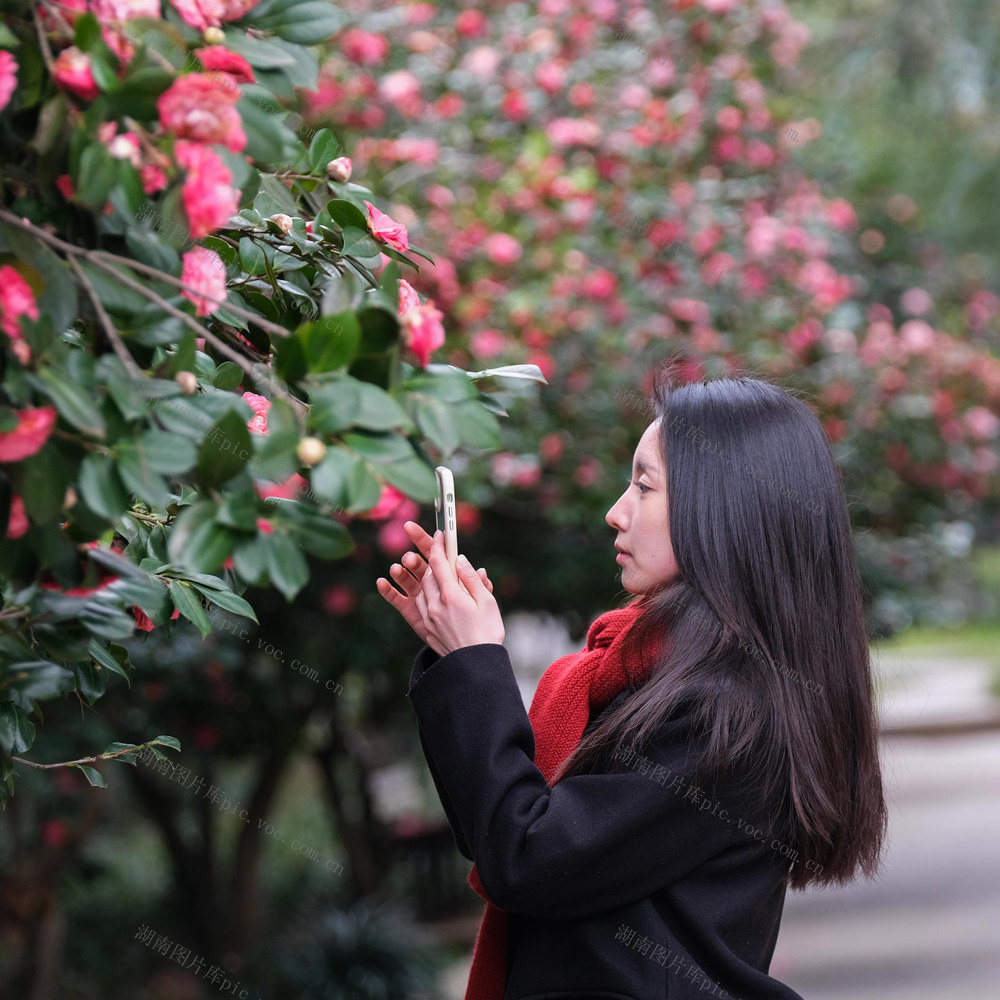 山茶花开，春意浓，烈士公园