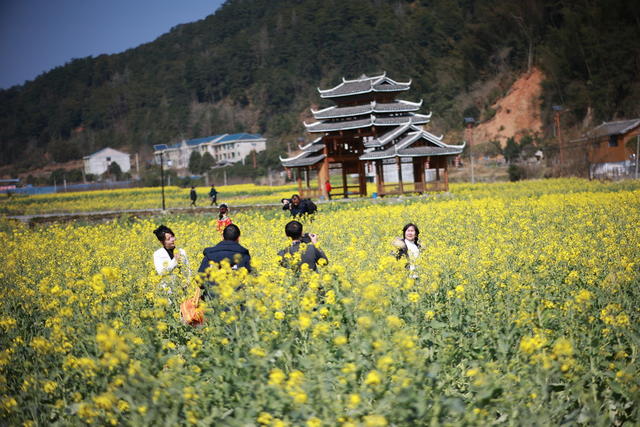 旅游 拍照 风景 梅花  游客  鼓楼  花 春天