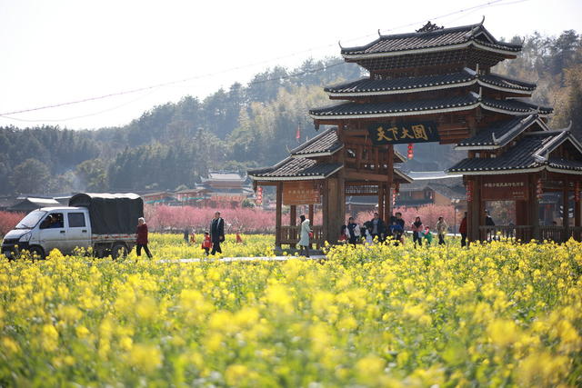旅游 拍照 风景 梅花  游客  鼓楼  花 春天