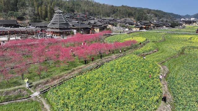 旅游 拍照 风景 梅花  游客  鼓楼  花 春天