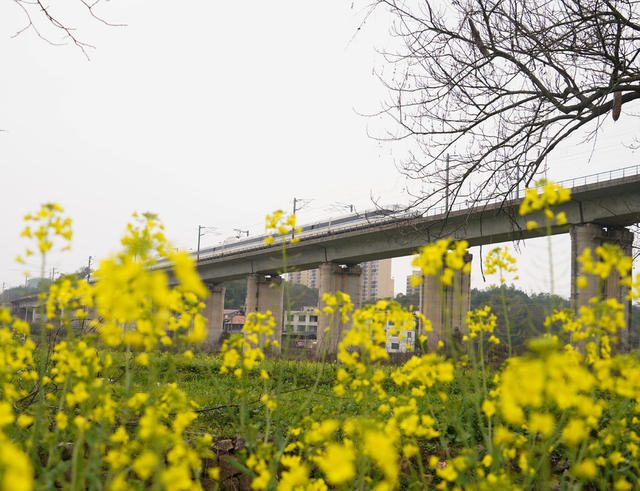 春天  花海  油菜花  列车  动车  三农  农村  旅游  风光  风景