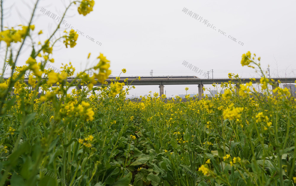 春天  花海  油菜花  列车  动车  三农  农村  旅游  风光  风景