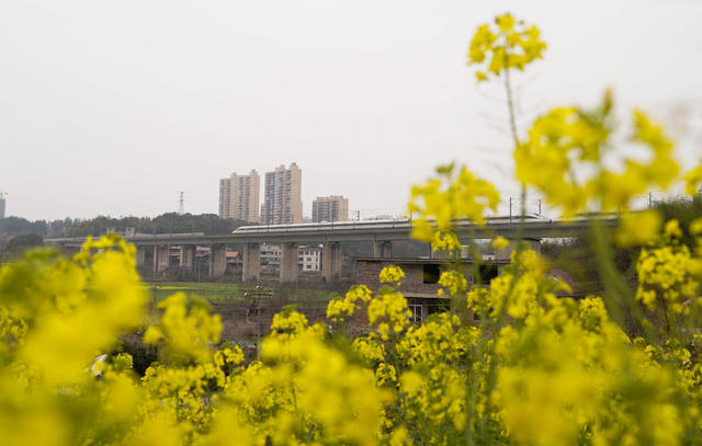春天  花海  油菜花  列车  动车  三农  农村  旅游  风光  风景