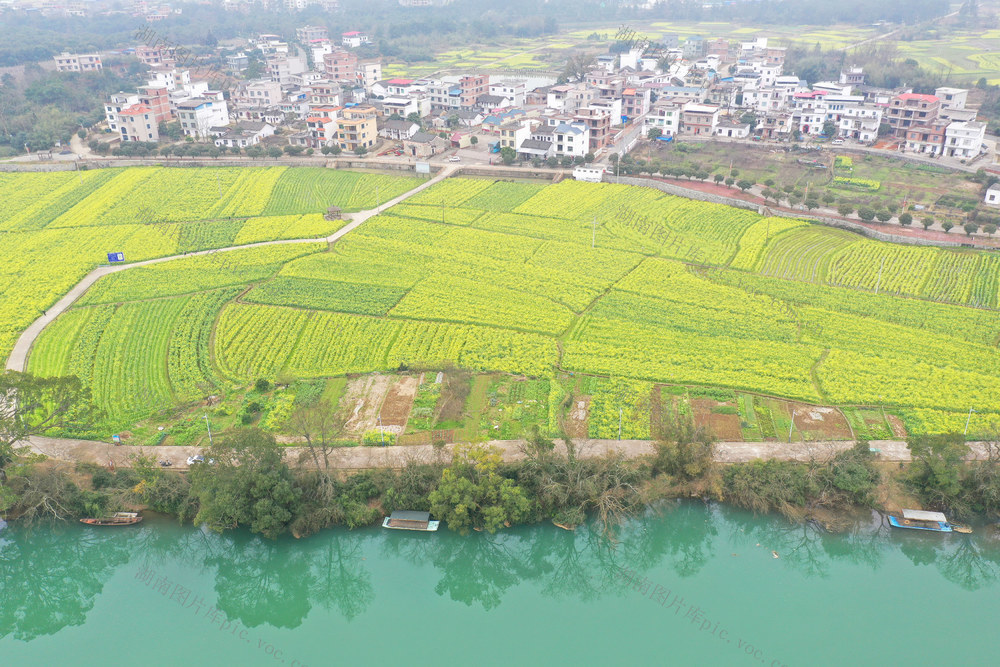 油菜花 春色