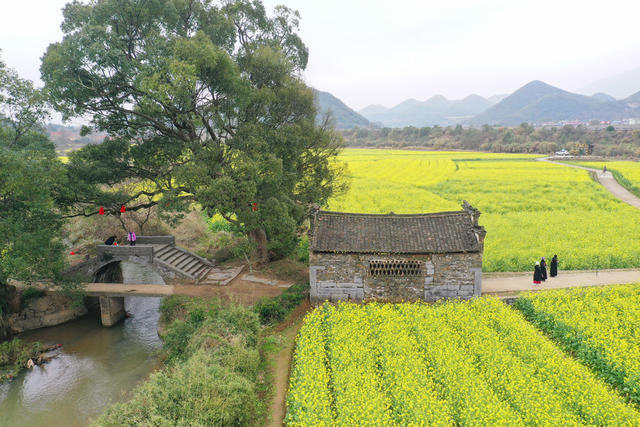 油菜花 春色