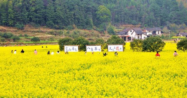 油菜花  游客  新宁 乐享
