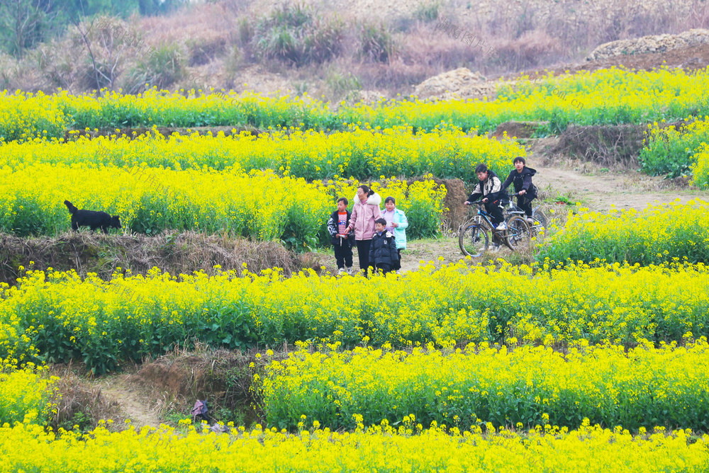 油菜花  春光  旅游  孩子