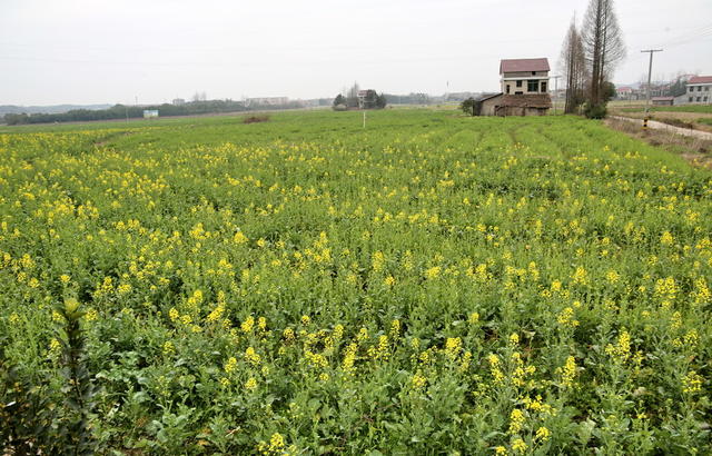 绿色囗沃野囗美景