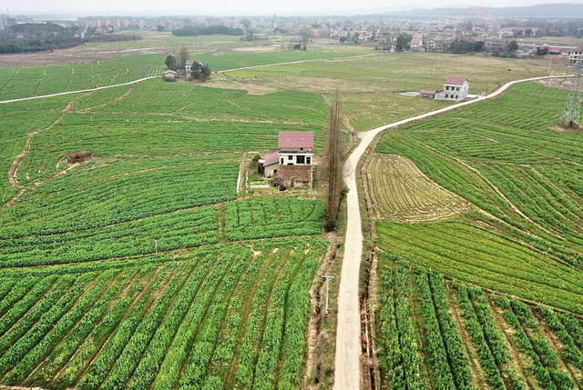 绿色囗沃野囗美景