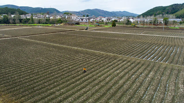 春耕 惊蛰 烟稻轮作 种植户