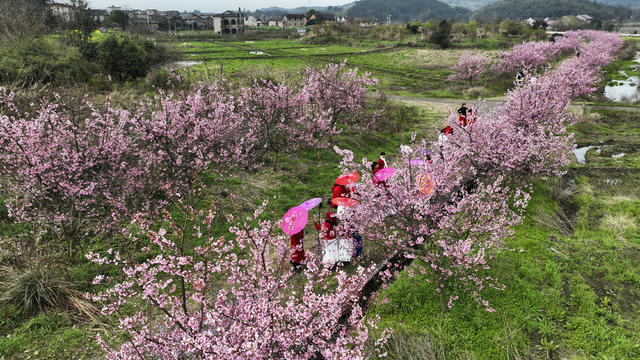 资兴 樱花