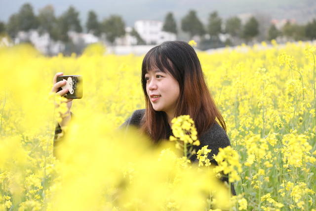 油菜花开