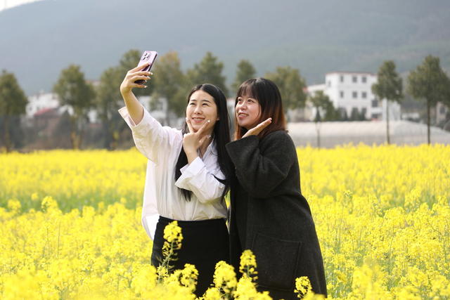 油菜花开