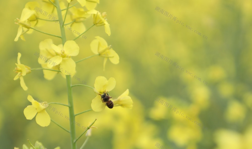 油菜花开