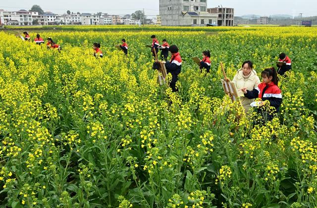 户外写生  绘画 春天 春光 大自然 油菜 学生 学校 教育  文化