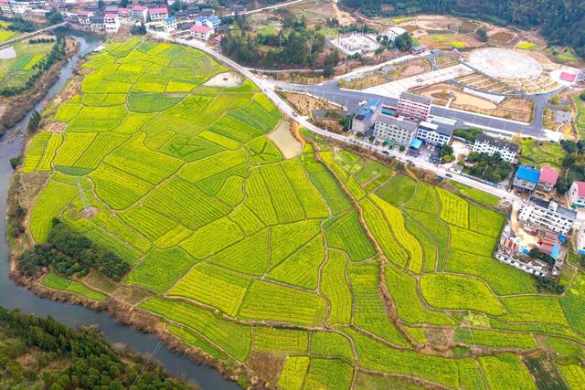 春天、油菜、乡村旅游、农业、产业