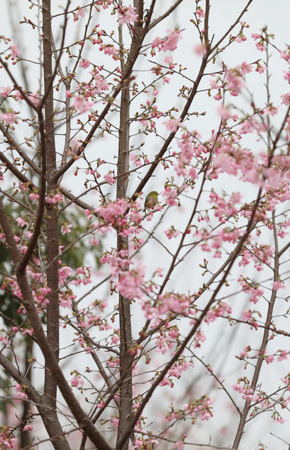 樱花 小鸟