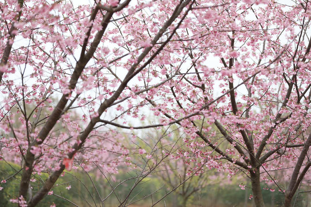樱花 小鸟