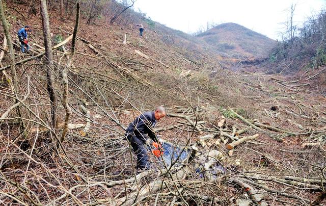 油茶  村民 新宁 就业  创收