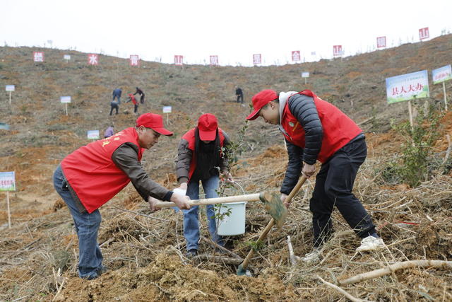 湖南 新田 义务植树 添新绿
