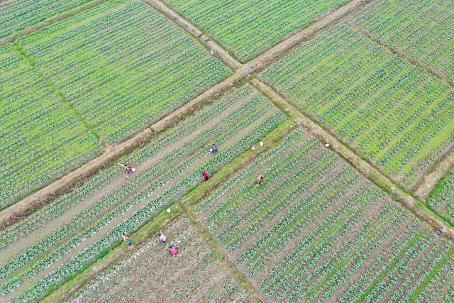 湖南 湘西 龙山 春天 农业 种植 管护 