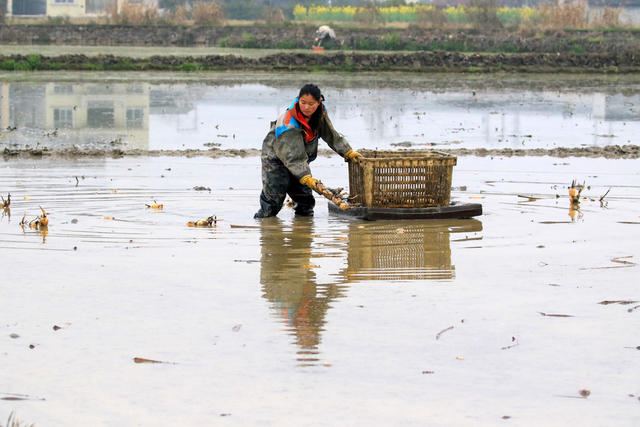 湖南 湘西 龙山 春天 农业 种植 管护 