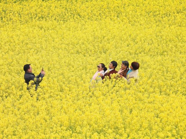 通道 乡村 油菜 花开 美 