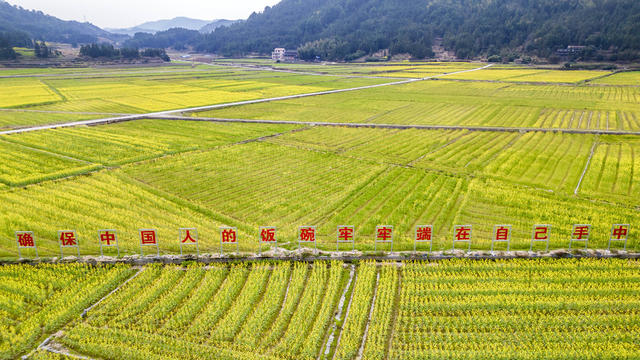 通道 乡村 油菜 花开 美 