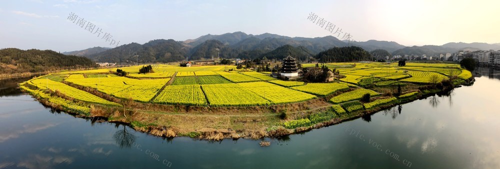 通道       油菜     画卷