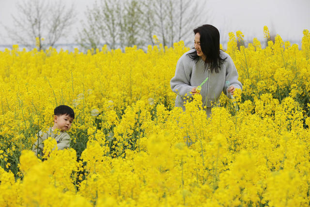 春天、油菜花、田间、放风筝