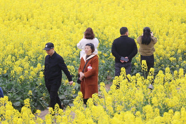 春天、油菜花、田间、放风筝