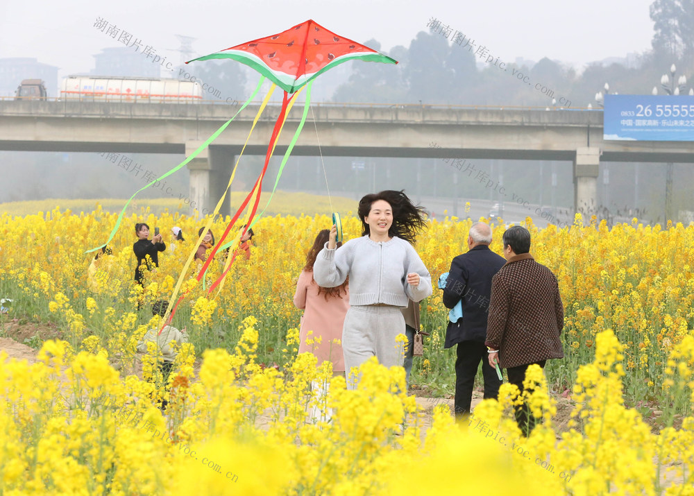 春天、油菜花、田间、放风筝