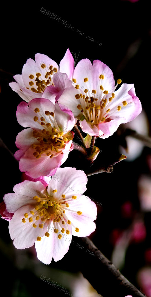 株洲栗雨湖的春色花色