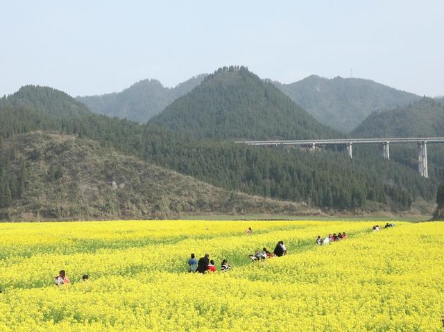 游乡村  赏春光