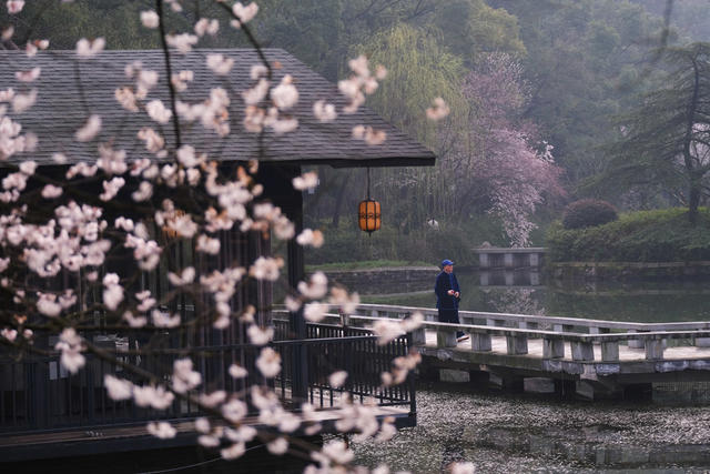 望月公园，樱花盛开，