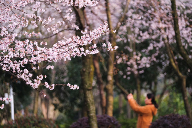 望月公园，樱花盛开，