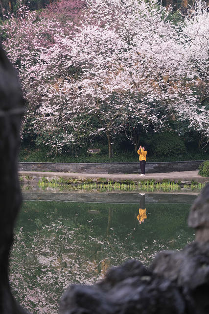 望月公园，樱花盛开，