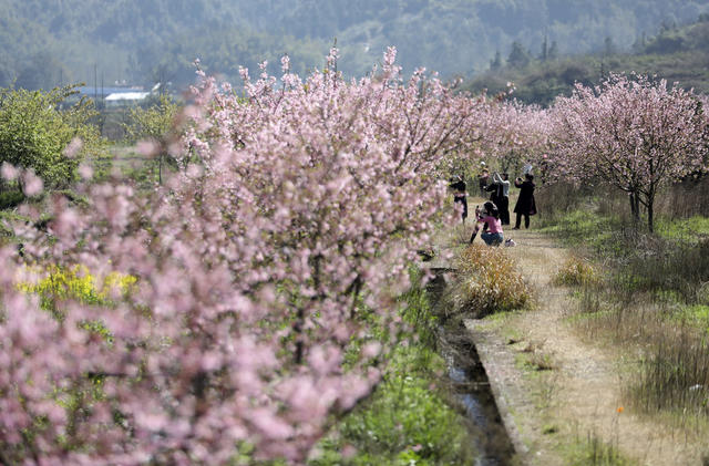 樱花 春色 美如画 踏青赏花 享春光