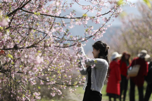 樱花 春色 美如画 踏青赏花 享春光