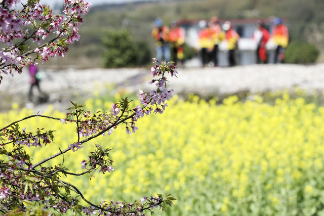 樱花 春色 美如画 踏青赏花 享春光