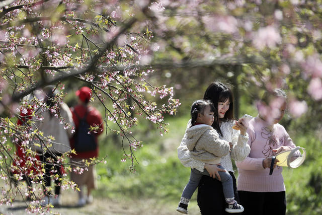 樱花 春色 美如画 踏青赏花 享春光