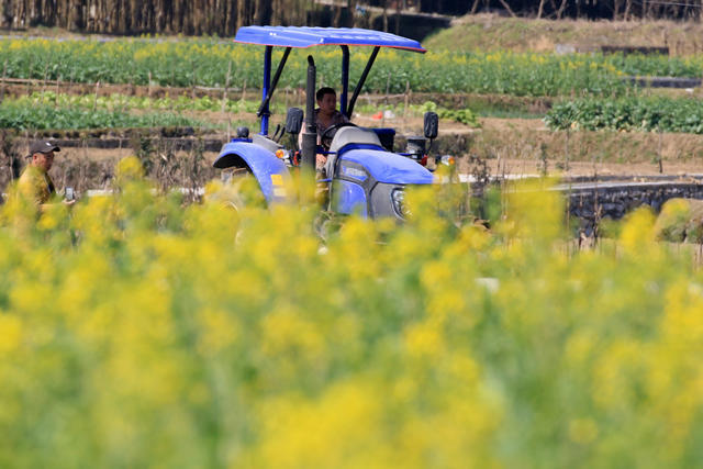 湖南，湘西，春日，劳作，相伴，油菜花，农民，农时，耕作，忙碌