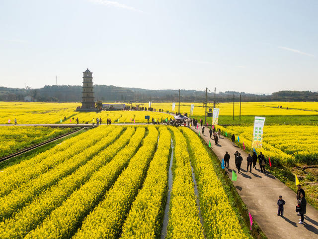 花海经济 油菜 乡村旅游