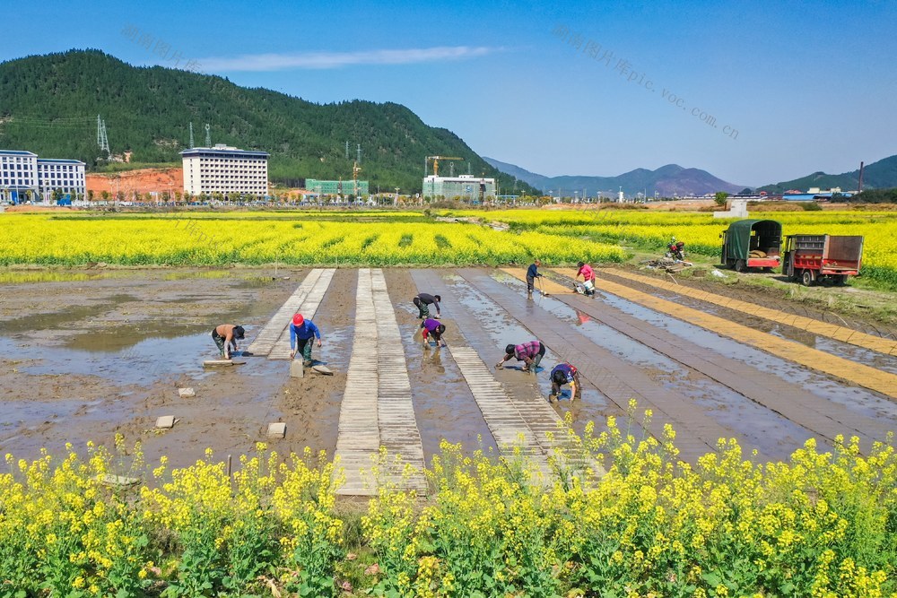 水稻 育秧 粮食 农业 种植 田间
