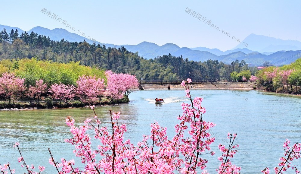 湖南  常宁  百万樱花园  美景