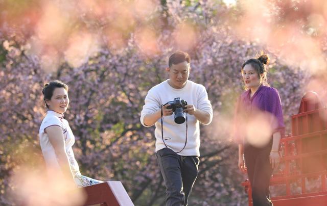 湖南  常宁  罗桥  樱花