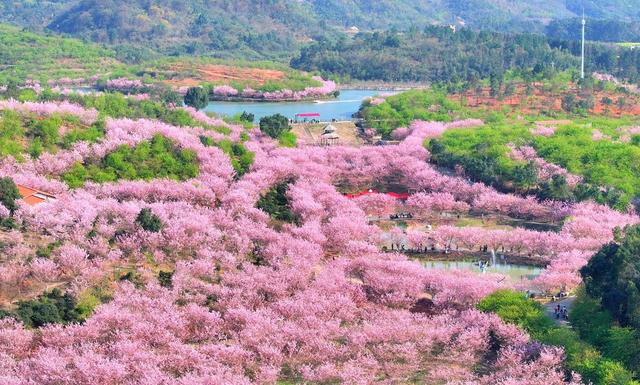 湖南  常宁  罗桥  樱花