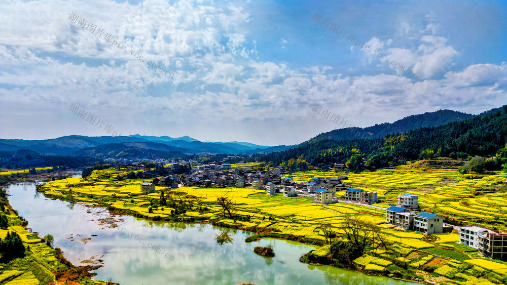 通道 油菜 花 扮靓 乡村 春景 